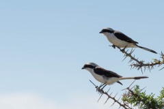 Hvidkronet Tornskade / White-crowned Shrike