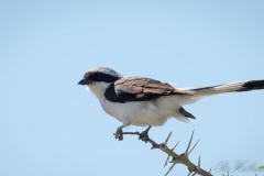 Hvidkronet Tornskade / White-crowned Shrike