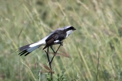 Hvidkronet Tornskade / White-crowned Shrike