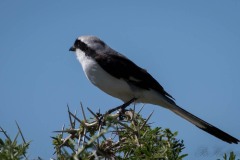 Hvidkronet Tornskade / White-crowned Shrike