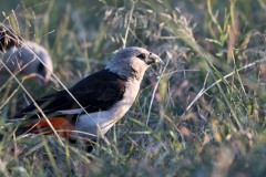 Hvidhovedet Bøffelvæver / White-headed Buffalo Weaver