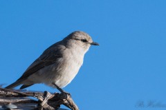 Askegrå Fluesnapper / African Grey Flycatcher