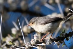 Askegråsanger / Grey-backed Camaroptera