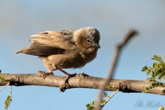 Ørkenvæver / Grey-capped social weaver