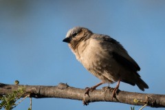 Ørkenvæver / Grey-capped social weaver