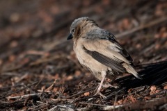 Ørkenvæver / Grey-capped social weaver