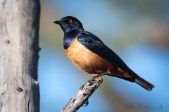 Masaiglansstær /  Hildebrandt's starling