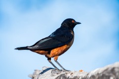 Masaiglansstær /  Hildebrandt's starling