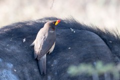 Gulnæbbet Oksehakker / Yellow-billed oxpecker