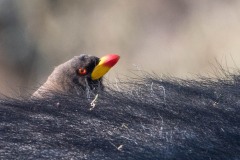 Gulnæbbet Oksehakker / Yellow-billed oxpecker