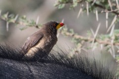 Gulnæbbet Oksehakker / Yellow-billed oxpecker