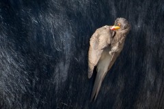 Gulnæbbet Oksehakker / Yellow-billed oxpecker