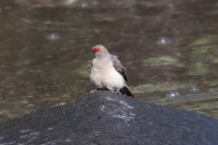 Rødnæbbet Oksehakker / Red-billed Oxpecker