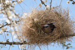 Ørkenvæver / Grey-capped social weaver