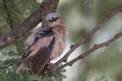 Ørkenvæver / Grey-capped social weaver