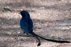 Langhalet Atlasfinke / Steel-Blue Whydah