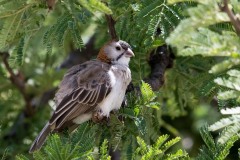 Skælhovedet Finkevæver / Speckle-fronted Weaver