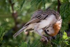 Skælhovedet Finkevæver / Speckle-fronted Weaver