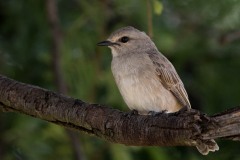 Askegrå Fluesnapper / African Grey Flycatcher