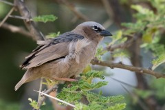 Ørkenvæver / Grey-capped social weaver