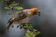 Skælhovedet Finkevæver / Speckle-fronted Weaver