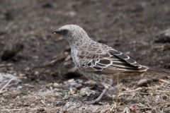 Serengetivæver / Rufous-Tailed Weaver