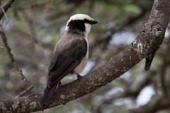 vidkronet Tornskade / White-crowned Shrike