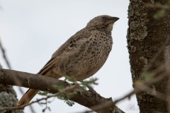 Serengetivæver / Rufous-Tailed Weaver