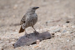 Serengetivæver / Rufous-Tailed Weaver