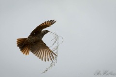 Serengetivæver,/ Rufous-Tailed Weaver