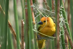 Tavetavæver / Golden Taveta Weaver