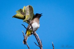 Hvidbrynet Bulbul / ellow-vented Bulbul