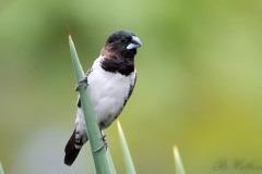 Javabronzefinke / Javan Munia