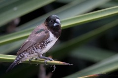 Javabronzefinke / Javan Munia