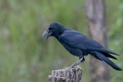 Stornæbbet Krage / Large-billed Crow