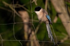 Blåskade / Azure-winged Magpie