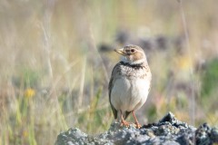 Kalanderlærke / Calandra Lark