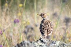 Kalanderlærke / Calandra Lark