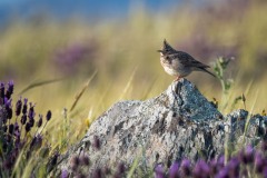 Toplærke / Crested Lark