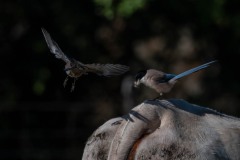 Blåskade / Azure-winged Magpie