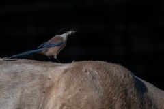 Blåskade / Azure-winged Magpie