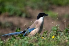 Blåskade / Azure-winged Magpie