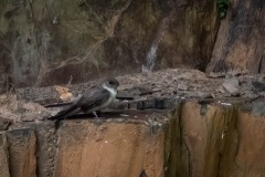 Klippesvale / Eurasian Crag Martin