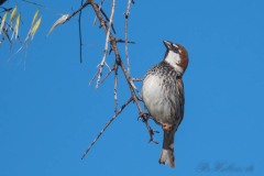 Spansk Spurv / Spanish Sparrow