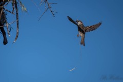 Spansk Spurv / Spanish Sparrow