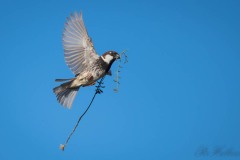 Spansk Spurv / Spanish Sparrow