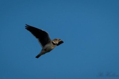 Kalanderlærke / Calandra Lark