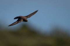 Klippesvale / Eurasian Crag Martin