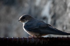 Klippesvale / Eurasian Crag Martin