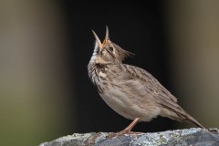 Toplærke / Crested Lark